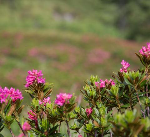 alpine-roses-4076140-1920